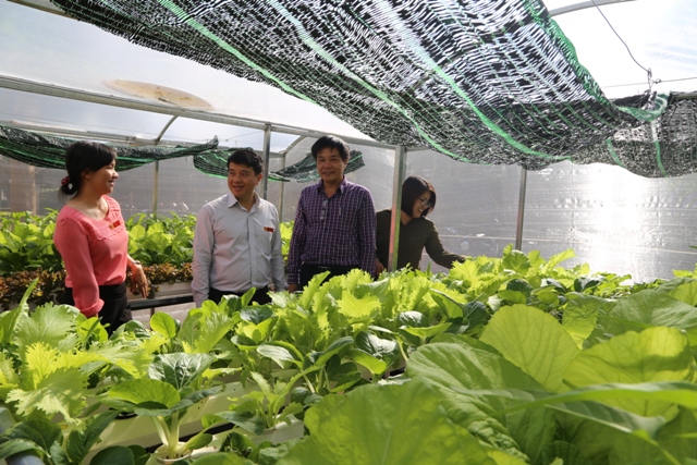 Bí thư Thành ủy Buôn Ma Thuột thăm mô hình rau công nghệ cao tại trường THCS Trần Quang Diệu