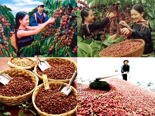 Chỉ thị về việc sản xuất, thu hoạch, chế biến và tiêu thụ cà phê niên vụ 2018 – 2019