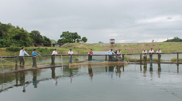 Tăng cường quản lý nuôi thủy sản lồng bè trên sông, hồ chứa thủy lợi, hồ thủy điện thuộc địa bàn tỉnh Đắk Lắk