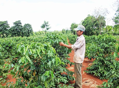 Triển khai Quyết định số 4428/QĐ-BNN-TT ngày 09/11/2018 của Bộ NN&PTNT