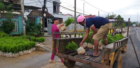 Huyện M’Đrắk hoàn thành kế hoạch trồng rừng năm 2018
