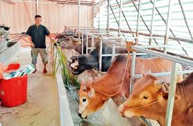 Chỉ  thị về việc phòng, chống dịch bệnh gia súc, gia cầm vụ Đông Xuân trên địa bàn tỉnh