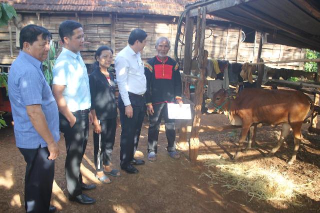 Ủy ban MTTQ Việt Nam tỉnh: Tặng bò sinh sản cho 6 hộ nghèo buôn K'nia 3