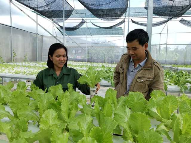 Nông dân M’Đrắk tập trung sản xuất phục vụ Tết