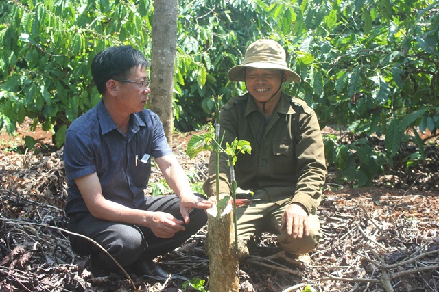 Huyện Cư Kuin nâng cao hiệu quả sản xuất cà phê