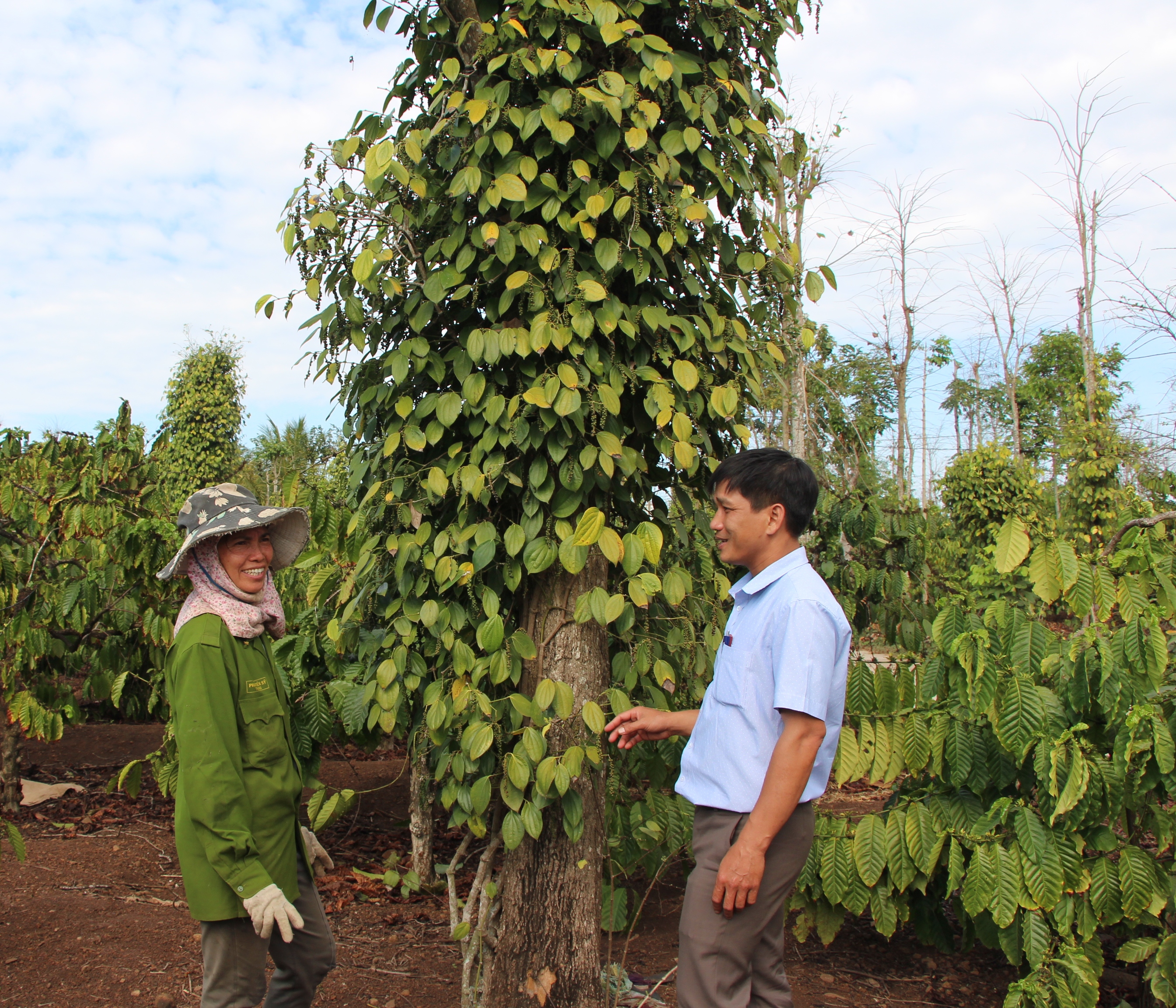 Giá sản phẩm thấp, giá nhân công cao đang là nỗi lo của người dân trồng tiêu tại Đắk Lắk