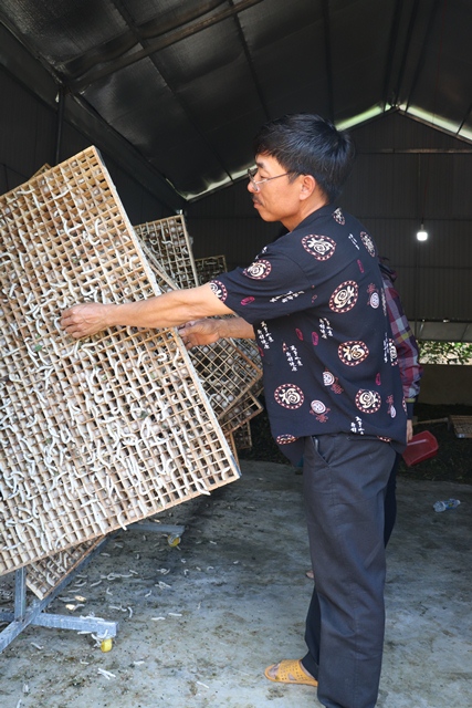 Nông dân Yang Reh phát triển nghề trồng dâu nuôi tằm