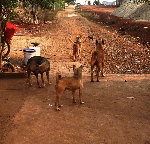 Cảnh báo nguy cơ nhiễm ấu trùng giun đũa chó, mèo