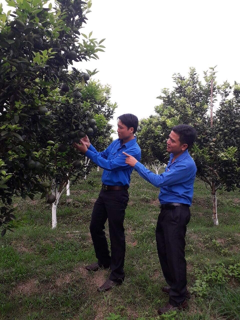 Huyện đoàn M'Đrắk: Tổ chức tham quan mô hình trồng cây ăn quả an toàn theo mô hình hữu cơ sạch