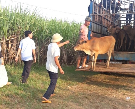 Trao tặng 20 con bò giống cho các hộ nghèo và cận nghèo