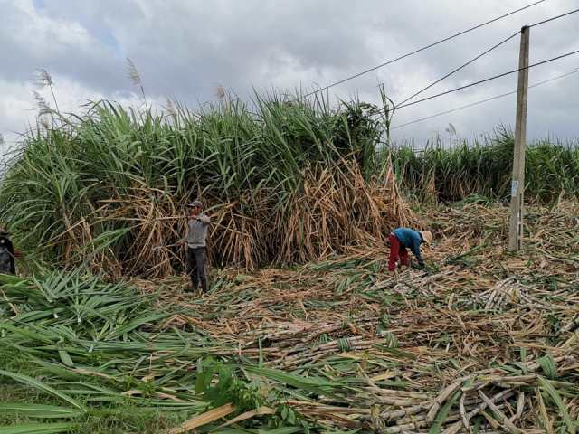 Nỗi buồn mùa thu hoạch ở vùng nguyên liệu mía huyện M’Đrắk