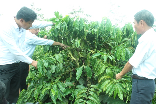 Agribank Đắk Lắk  31 năm kiên định mục tiêu phục vụ “Tam nông”