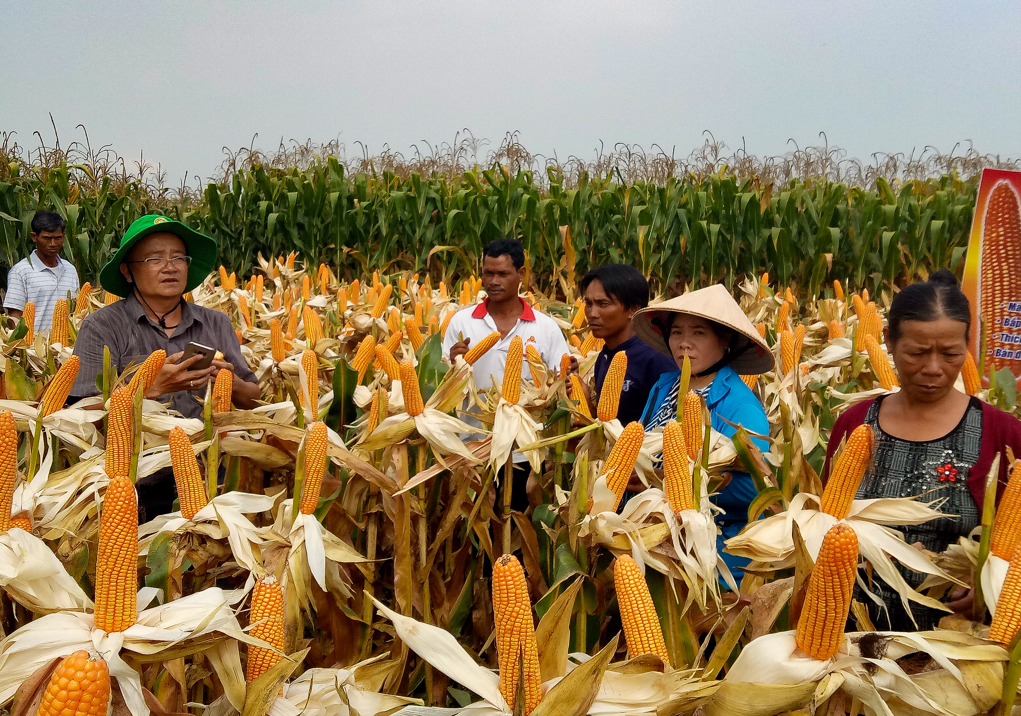 Hội thảo đầu bờ giống ngô lai PAC 779, PAC 789 ở Buôn M’liêng, huyện Lắk