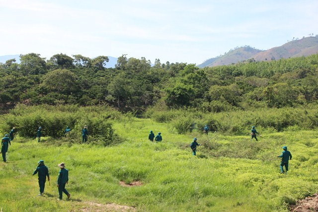 Huyện Krông Bông ra quân diệt trừ cây mai dương.