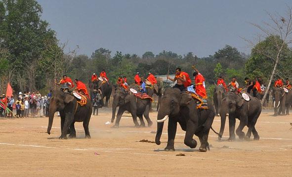 Đề xuất giải pháp bảo tồn Voi trong hoạt động lễ hội và du lịch
