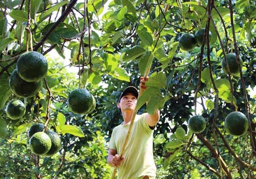 Ban hành Đề án “Chương trình mỗi xã một sản phẩm” giai đoạn 2018 – 2020