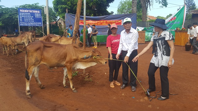 UBMTTQ tỉnh trao bò giống sinh sản cho hộ nghèo xã Ea Hiao