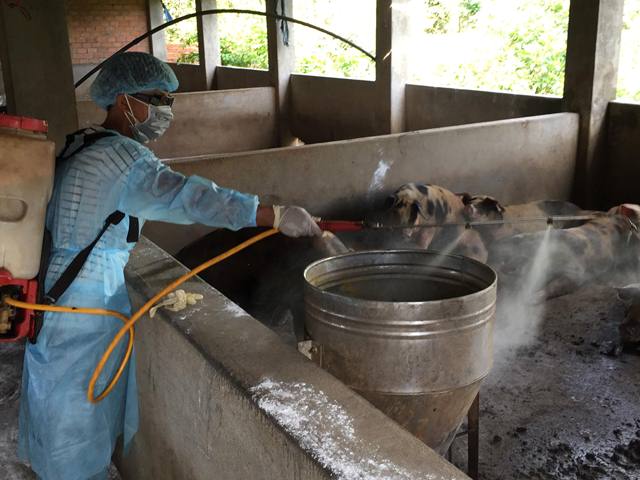 Xuất hiện ổ dịch tả lợn châu Phi đầu tiên ở Đắk Lắk