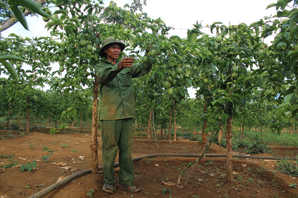Nông dân M’Đrắk chuyển đổi cây trồng ứng phó với biến đổi khí hậu