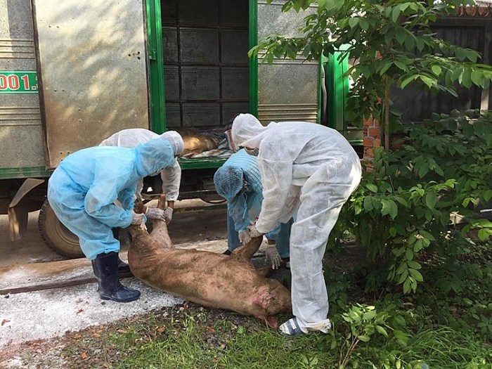 UBND thành phố Buôn Ma Thuột công bố dịch tả heo Châu Phi trên địa bàn