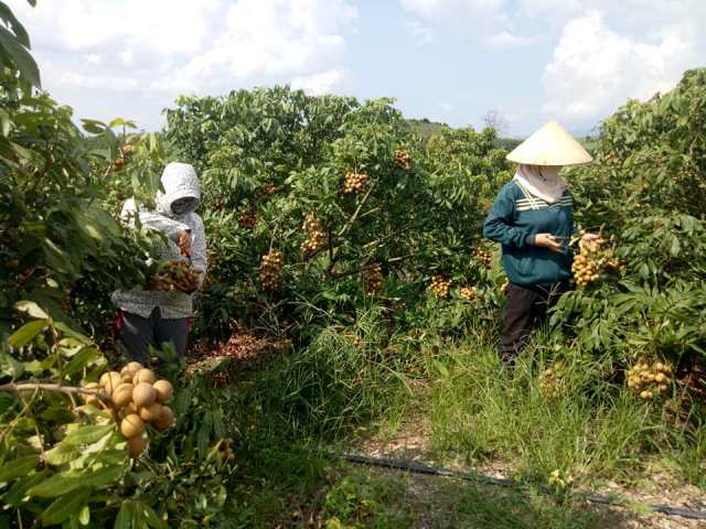 Xã Ea Pil, huyện M’Đrắk phát triển 