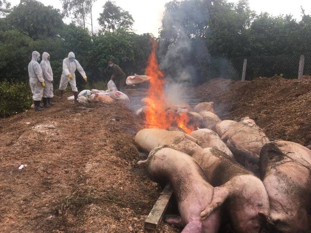 Huyện Buôn Đôn: Phát hiện ổ dịch tả lợn châu Phi đầu tiên