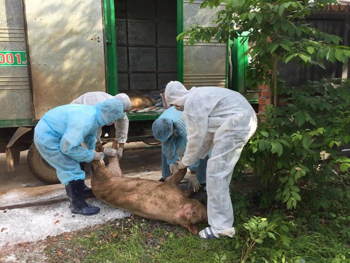 Dịch tả heo châu Phi đã xảy ra ở 6 huyện, thành phố trên địa bàn