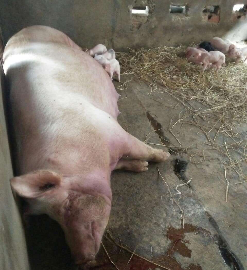 Huyện Krông Ana Dịch tả lợn Châu Phi xảy ra tại 5 xã, thị trấn