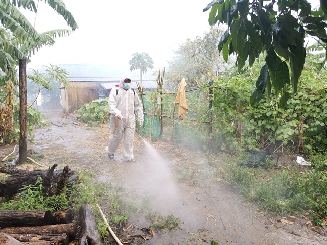 Huyện M’Đrắk phát hiện ổ dịch tả lợn Châu Phi đầu tiên