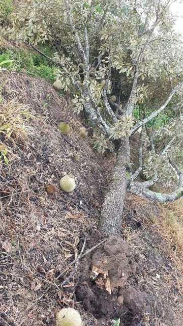 Nhiều vườn sầu riêng bị gãy đổ, rụng trái hàng loạt gây thiệt hại nặng nề