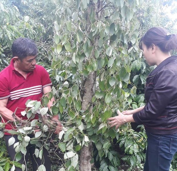 Tái diễn tình trạng phá hoại vườn tiêu