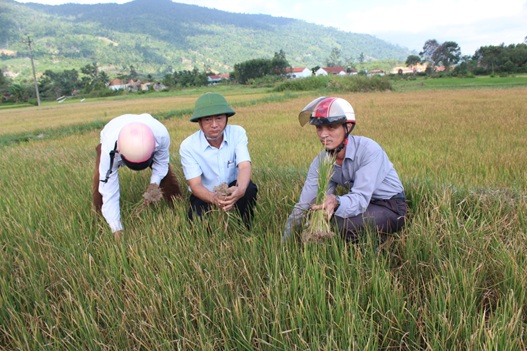 Huyện M’Đrắk gần 1.000 ha cây trồng vụ Hè Thu bị hạn