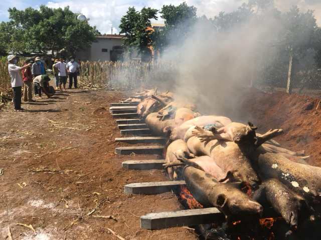 Huyện Buôn Đôn phát hiện ổ dịch tả lợn Châu Phi thứ 2