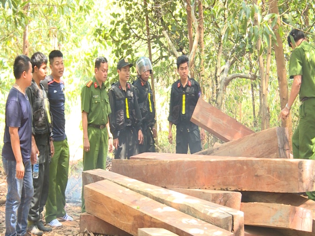 Tạm giữ hình sự các đối tượng trong vụ phá rừng khai thác gỗ lậu cực khủng ở Đắk Lắk