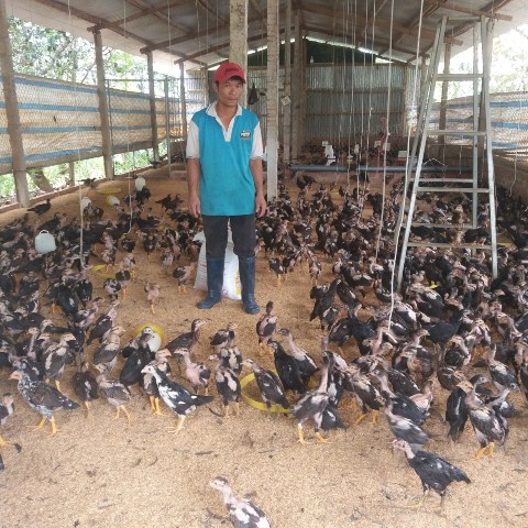 Làm giàu từ mô hình nuôi gà cho ăn trùn quế