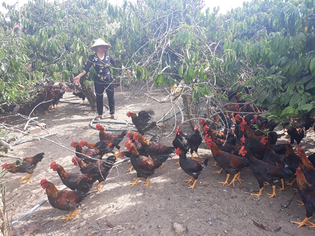 Hiệu quả kinh tế từ nuôi gà thương phẩm và gà siêu trứng