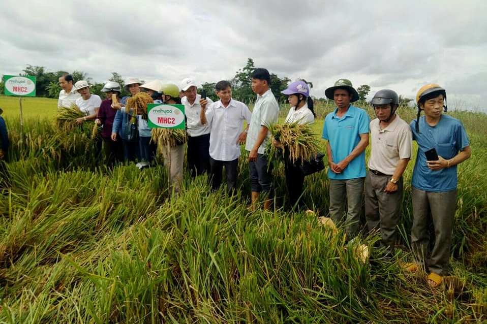 Hội thảo đầu bờ giống lúa lai MHC2