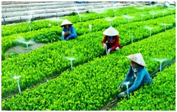 Quy định mới về tổ hợp tác