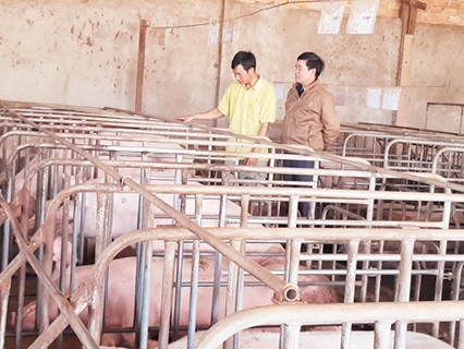 Thu nhập tiền tỷ từ mô hình trang trại nuôi gà và heo