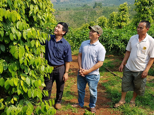 Những mô hình xen canh hiệu quả ở xã Ea Nam, huyện Ea H’Leo