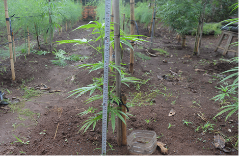 Phát hiện cây cần sa trồng trái phép trên địa bàn huyện Krông Ana