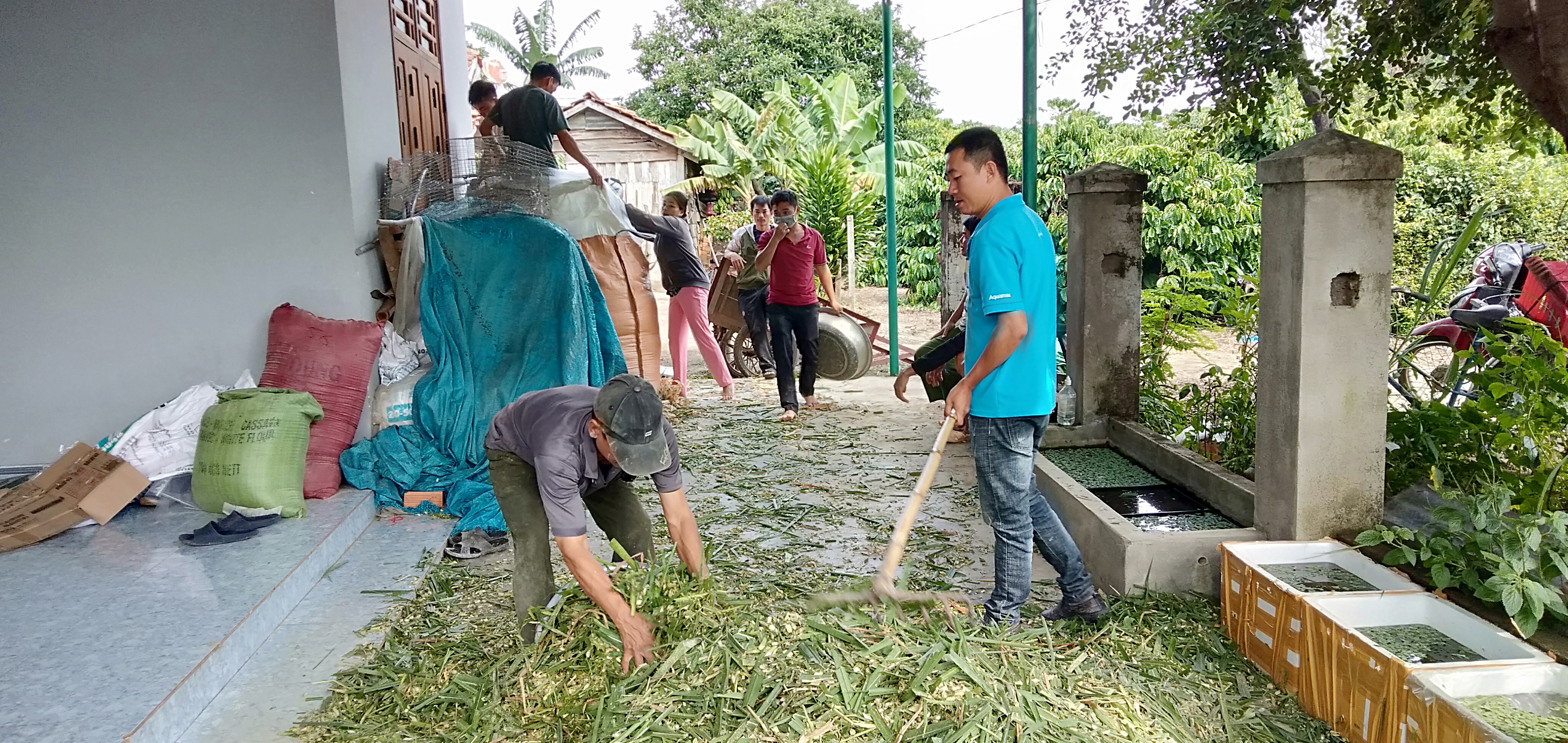 Triển khai mô hình ủ chua Cỏ dự trữ thức ăn cho trâu, bò