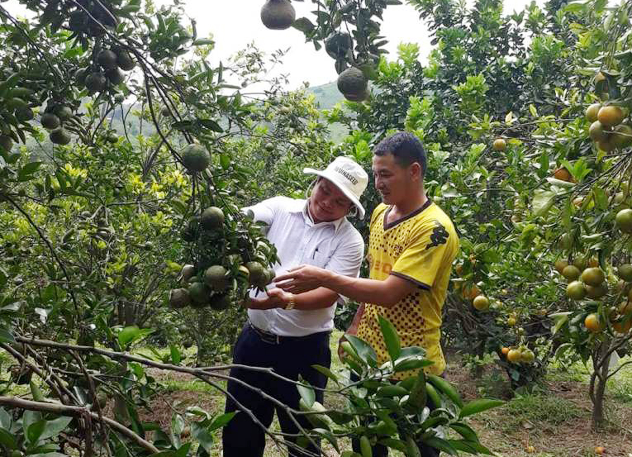 Làm giàu từ cây cam, cây quýt ở thôn Dhung Knung