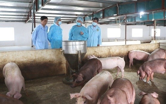 Tăng cường thực hiện các biện pháp phát triển chăn nuôi an toàn sinh học và kiểm soát tái đàn trong chăn nuôi lợn trên địa bàn tỉnh