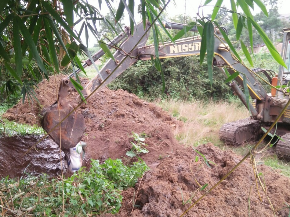 Dịch tả lợn Châu Phi xuất hiện tại xã Cư Pui, huyện Krông Bông.