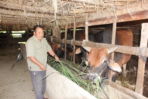 Mô hình cây - con kết hợp của triệu phú nông dân người H'Mông