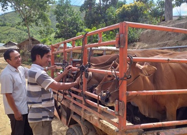 Hỗ trợ bò cho hộ nghèo và cận nghèo xã Cư Pui
