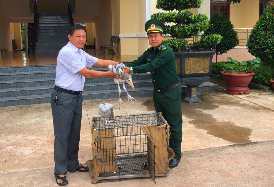 Đồn Biên phòng Cửa khẩu Đắk Ruê phát hiện và bàn giao 2 cá thể chim quý hiếm.