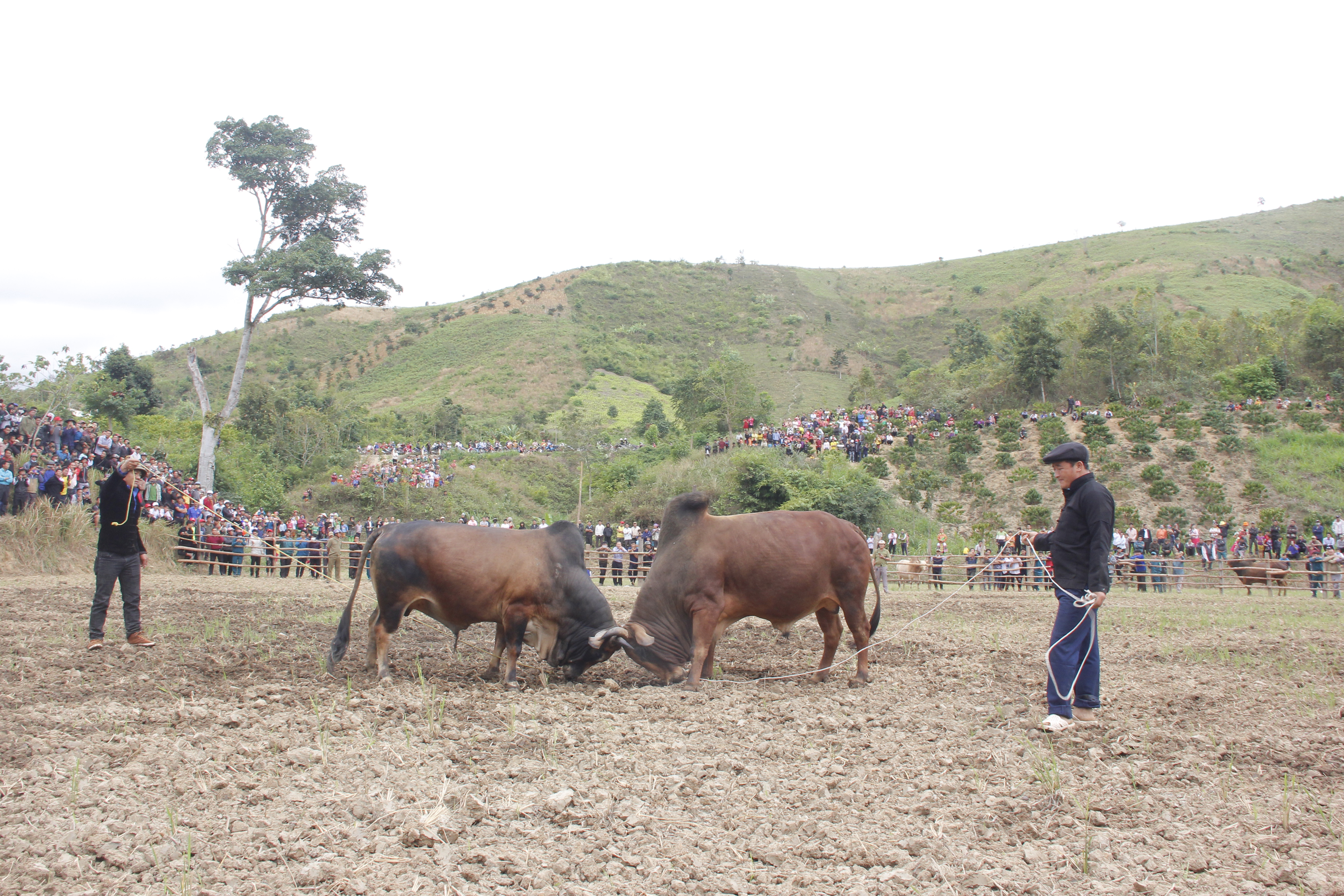 Ngày hội  Văn hóa - Thể thao truyền thống các dân tộc phía Bắc trên địa bàn xã Cư Pui năm 2020