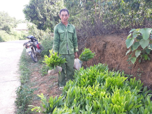 Già làng người H’mông tận tụy với công việc